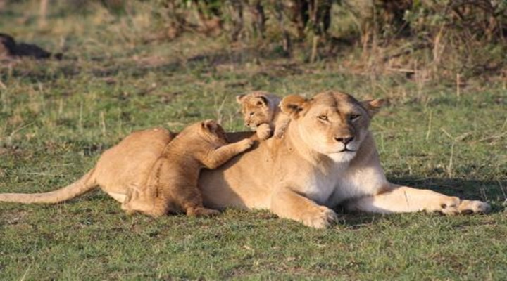 Por que Safari no Masai Mara